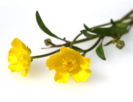 Buttercup,Ranunculus acris,is a medicinal plant and a poisonous plant. It occurs wild in meadows and has beautiful yellow flowers. Ranunculus acris is a medicinal plant and a poisonous plant. It occurs wild on meadows and has beautiful yellow flowers.