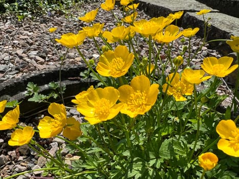 Buttercup,Ranunculus acris,is a medicinal plant and a poisonous plant. It occurs wild in meadows and has beautiful yellow flowers. Ranunculus acris is a medicinal plant and a poisonous plant. It occurs wild on meadows and has beautiful yellow flowers.