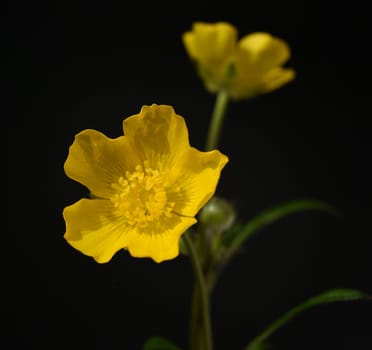 Buttercup,Ranunculus acris,is a medicinal plant and a poisonous plant. It occurs wild in meadows and has beautiful yellow flowers. Ranunculus acris is a medicinal plant and a poisonous plant. It occurs wild on meadows and has beautiful yellow flowers.