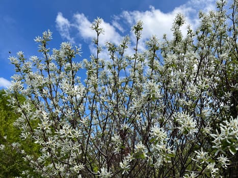 Rock pear is a shrub that can grow between two and six meters high,depending on the species or variety. Pear pear is a shrub that - depending on the species or variety - can be between two and six meters high
