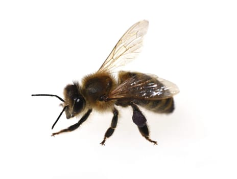 Bee,Apis mellifera,is an important insect for pouring plants and collecting honey. Honey bee,Apis mellifera,is an important insect for pollinating plants and collecting honey.