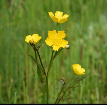 Buttercup,Ranunculus acris,is a medicinal plant and a poisonous plant. It occurs wild in meadows and has beautiful yellow flowers. Ranunculus acris is a medicinal plant and a poisonous plant. It occurs wild on meadows and has beautiful yellow flowers.