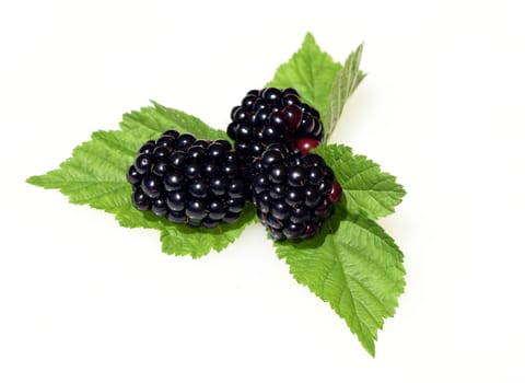 Blackberries,Rubus fructicosa,is a tasty berry plant with black berries. Blackberries,Rubus fructicosa,is a tasty berry plant with black berries