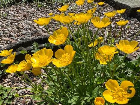 Buttercup,Ranunculus acris,is a medicinal plant and a poisonous plant. It occurs wild in meadows and has beautiful yellow flowers. Ranunculus acris is a medicinal plant and a poisonous plant. It occurs wild on meadows and has beautiful yellow flowers.