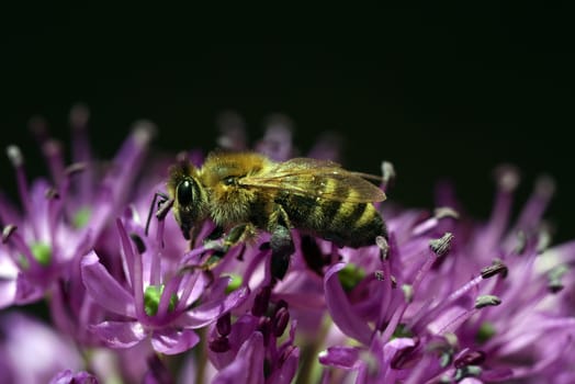 Bee,Apis mellifera,is an important insect for pouring plants and collecting honey. Honey bee,Apis mellifera,is an important insect for pollinating plants and collecting honey.