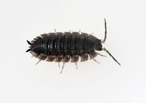 Woodlice,Porcellio scaber is a very useful isopod species,as the animals process dead plant material into humus. Woodlice,Porcellio scaber,is a very useful species of woodlice,as the animals process dead plant material into humus.