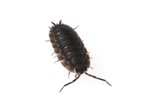 Woodlice,Porcellio scaber is a very useful isopod species,as the animals process dead plant material into humus. Woodlice,Porcellio scaber,is a very useful species of woodlice,as the animals process dead plant material into humus.