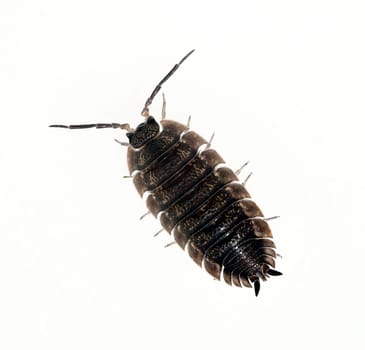 Woodlice,Porcellio scaber is a very useful isopod species,as the animals process dead plant material into humus. Woodlice,Porcellio scaber,is a very useful species of woodlice,as the animals process dead plant material into humus.