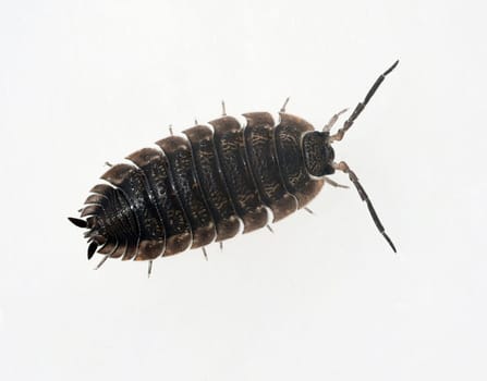 Woodlice,Porcellio scaber is a very useful isopod species,as the animals process dead plant material into humus. Woodlice,Porcellio scaber,is a very useful species of woodlice,as the animals process dead plant material into humus.
