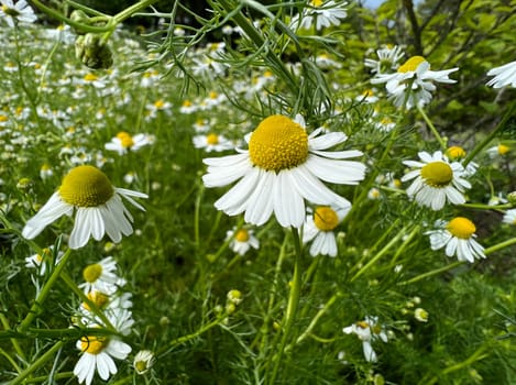 Chamomile,Chamomilla recutita is an important medicinal plant with white flowers. Chamomile,Chamomilla recutita is an important medicinal plant with white flowers.