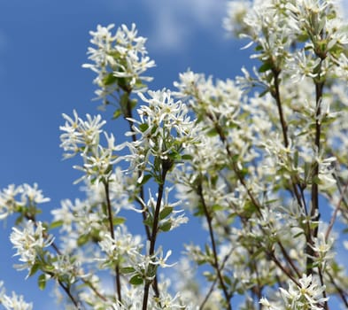 Rock pear is a shrub that can grow between two and six meters high,depending on the species or variety. Pear pear is a shrub that - depending on the species or variety - can be between two and six meters high