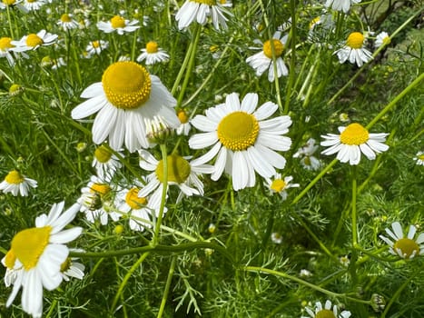 Chamomile,Chamomilla recutita is an important medicinal plant with white flowers. Chamomile,Chamomilla recutita is an important medicinal plant with white flowers.