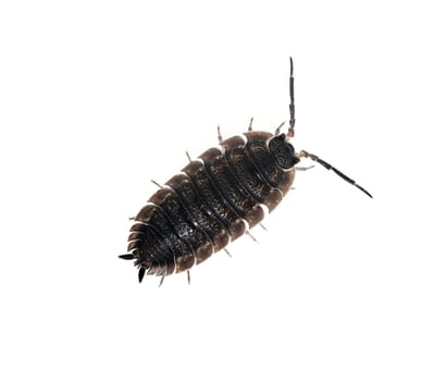 Woodlice,Porcellio scaber is a very useful isopod species,as the animals process dead plant material into humus. Woodlice,Porcellio scaber,is a very useful species of woodlice,as the animals process dead plant material into humus.