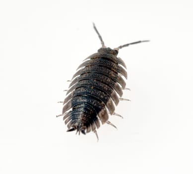 Woodlice,Porcellio scaber is a very useful isopod species,as the animals process dead plant material into humus. Woodlice,Porcellio scaber,is a very useful species of woodlice,as the animals process dead plant material into humus.