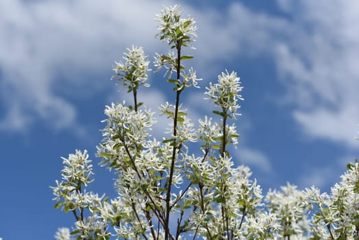 Rock pear is a shrub that can grow between two and six meters high,depending on the species or variety. Pear pear is a shrub that - depending on the species or variety - can be between two and six meters high