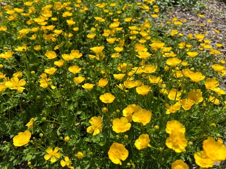 Buttercup,Ranunculus acris,is a medicinal plant and a poisonous plant. It occurs wild in meadows and has beautiful yellow flowers. Ranunculus acris is a medicinal plant and a poisonous plant. It occurs wild on meadows and has beautiful yellow flowers.