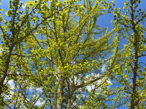 Ginkgo biloba or ginko is a tree species native to China,now planted worldwide. Ginkgo biloba or Ginko is a tree species native to China that is now planted worldwide. The Ginkgo or Ginko is a tree species native to China,today planted worldwide.