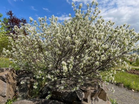 Rock pear is a shrub that can grow between two and six meters high,depending on the species or variety. Pear pear is a shrub that - depending on the species or variety - can be between two and six meters high
