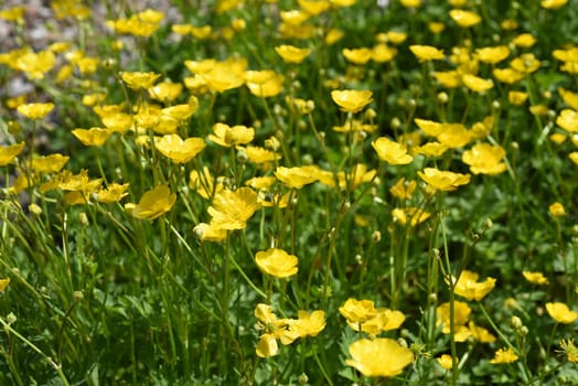 Buttercup,Ranunculus acris,is a medicinal plant and a poisonous plant. It occurs wild in meadows and has beautiful yellow flowers. Ranunculus acris is a medicinal plant and a poisonous plant. It occurs wild on meadows and has beautiful yellow flowers.