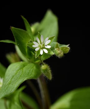 Chickweed,Stellaria,media,is a medicinal plant that grows in meadows and fields with white flowers. Chickweed,Stellaria,media,is a medicinal plant that grows on meadows and in the field with white flowers.
