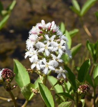 Fever clover or bitter clover is a marsh or aquatic plant and also a medicinal plant. Fever clover or bitter clover is a marsh or aquatic plant and also a medicinal plant
