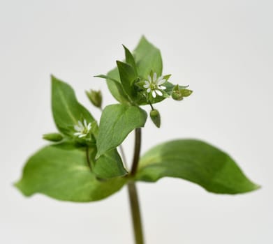 Chickweed,Stellaria,media,is a medicinal plant that grows in meadows and fields with white flowers. Chickweed,Stellaria,media,is a medicinal plant that grows on meadows and in the field with white flowers.