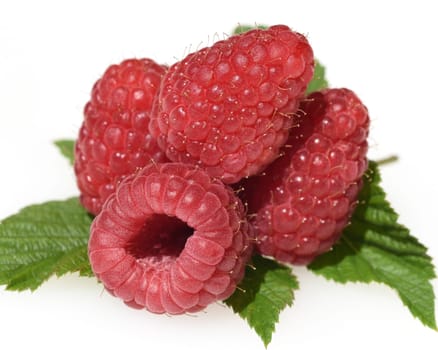 Raspberries,Rubus,idaeus,is a tasty berry plant with red berries. Raspberries,Rubus idaeus,is a tasty berry plant with red berries.