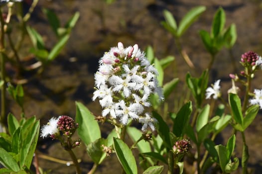 Fever clover or bitter clover is a marsh or aquatic plant and also a medicinal plant. Fever clover or bitter clover is a marsh or aquatic plant and also a medicinal plant