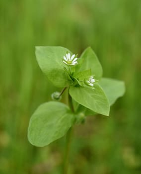 Chickweed,Stellaria,media,is a medicinal plant that grows in meadows and fields with white flowers. Chickweed,Stellaria,media,is a medicinal plant that grows on meadows and in the field with white flowers.