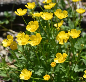 Buttercup,Ranunculus acris,is a medicinal plant and a poisonous plant. It occurs wild in meadows and has beautiful yellow flowers. Ranunculus acris is a medicinal plant and a poisonous plant. It occurs wild on meadows and has beautiful yellow flowers.