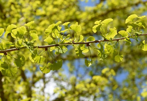 Ginkgo biloba or ginko is a tree species native to China,now planted worldwide. Ginkgo biloba or Ginko is a tree species native to China that is now planted worldwide. The Ginkgo or Ginko is a tree species native to China,today planted worldwide.