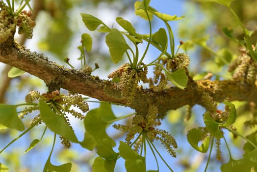 Ginkgo biloba or ginko is a tree species native to China,now planted worldwide. Ginkgo biloba or Ginko is a tree species native to China that is now planted worldwide. The Ginkgo or Ginko is a tree species native to China,today planted worldwide.