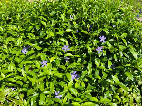 Periwinkle,Vinca minor,is an important medicinal plant with blue flowers and is also used as a ground cover. Periwinkle,Vinca minor,is an important medicinal plant with blue flowers and is also used as a ground cover.