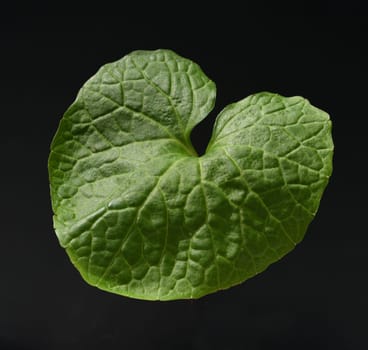 Wasabi,also known as Japanese horseradish or water horseradish,is a species of plant in the cruciferous family. Wasabi,also known as Japanese horseradish or water horseradish,is a plant species from the cruciferous family.