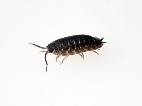 Woodlice,Porcellio scaber is a very useful isopod species,as the animals process dead plant material into humus. Woodlice,Porcellio scaber,is a very useful species of woodlice,as the animals process dead plant material into humus.