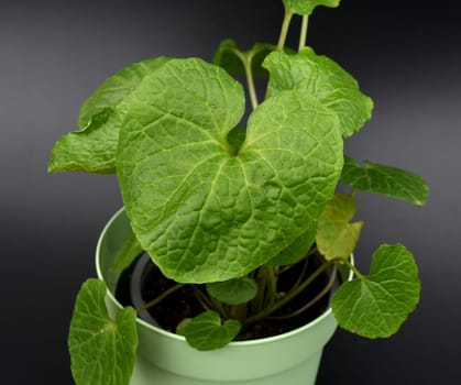 Wasabi,also known as Japanese horseradish or water horseradish,is a species of plant in the cruciferous family. Wasabi,also known as Japanese horseradish or water horseradish,is a plant species from the cruciferous family.