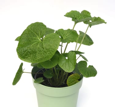 Wasabi,also known as Japanese horseradish or water horseradish,is a species of plant in the cruciferous family. Wasabi,also known as Japanese horseradish or water horseradish,is a plant species from the cruciferous family.