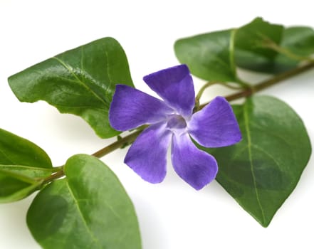 Periwinkle,Vinca major,is an important medicinal plant with blue flowers and is also used as a ground cover. Periwinkle,Vinca major,is an important medicinal plant with blue flowers and is also used as a ground cover.