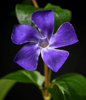 Periwinkle,Vinca major,is an important medicinal plant with blue flowers and is also used as a ground cover. Periwinkle,Vinca major,is an important medicinal plant with blue flowers and is also used as a ground cover.