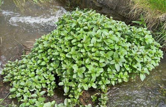 Water mint,Mentha aquatica,is an important medicinal plant with purple flowers and is used in medicine. It is an aquatic plant. Water Mint,Mentha aquatica,is an important medicinal plant with purple flowers and is used in medicine. She is an aquatic plant.