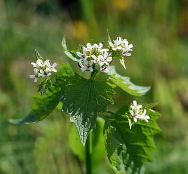Garlic rocket is an important medicinal and medicinal plant and has white flowers. Garlic mustard is an important medicinal and medicinal plant and has white flowers.