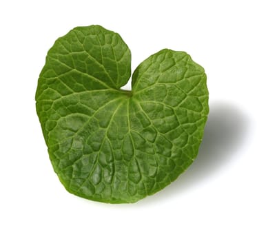 Wasabi,also known as Japanese horseradish or water horseradish,is a species of plant in the cruciferous family. Wasabi,also known as Japanese horseradish or water horseradish,is a plant species from the cruciferous family.