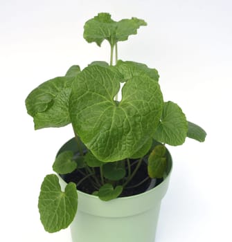 Wasabi,also known as Japanese horseradish or water horseradish,is a species of plant in the cruciferous family. Wasabi,also known as Japanese horseradish or water horseradish,is a plant species from the cruciferous family.