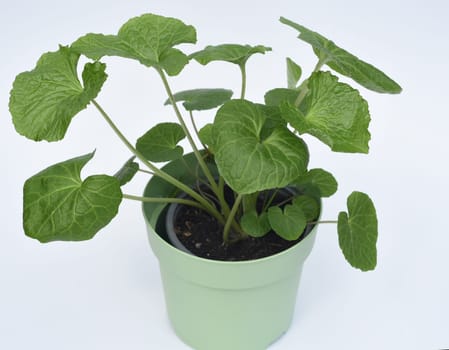 Wasabi,also known as Japanese horseradish or water horseradish,is a species of plant in the cruciferous family. Wasabi,also known as Japanese horseradish or water horseradish,is a plant species from the cruciferous family.