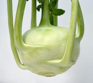 Kohlrabi,Brassica oleracea var. gongylodes,is a tasty vegetable species and is also a medicinal plant. Kohlrabi,Brassica oleracea var. gongylodes,is a tasty vegetable and is also a medicinal plant