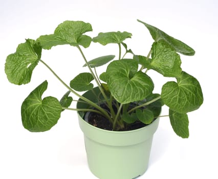Wasabi,also known as Japanese horseradish or water horseradish,is a species of plant in the cruciferous family. Wasabi,also known as Japanese horseradish or water horseradish,is a plant species from the cruciferous family.