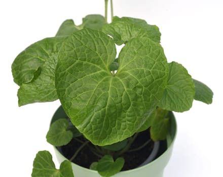 Wasabi,also known as Japanese horseradish or water horseradish,is a species of plant in the cruciferous family. Wasabi,also known as Japanese horseradish or water horseradish,is a plant species from the cruciferous family.