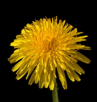 Dandelion,Taraxacum officinale,is a pioneer plant and survival artist that can also thrive on gravel roads. Dandelion,Taraxacum officinale as a wall flower,is a pioneer plant and survival artist that can also thrive on gravel roads.