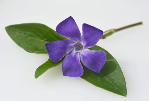 Periwinkle,Vinca major,is an important medicinal plant with blue flowers and is also used as a ground cover. Periwinkle,Vinca major,is an important medicinal plant with blue flowers and is also used as a ground cover.