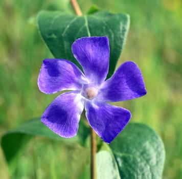 Periwinkle,Vinca major,is an important medicinal plant with blue flowers and is also used as a ground cover. Periwinkle,Vinca major,is an important medicinal plant with blue flowers and is also used as a ground cover.
